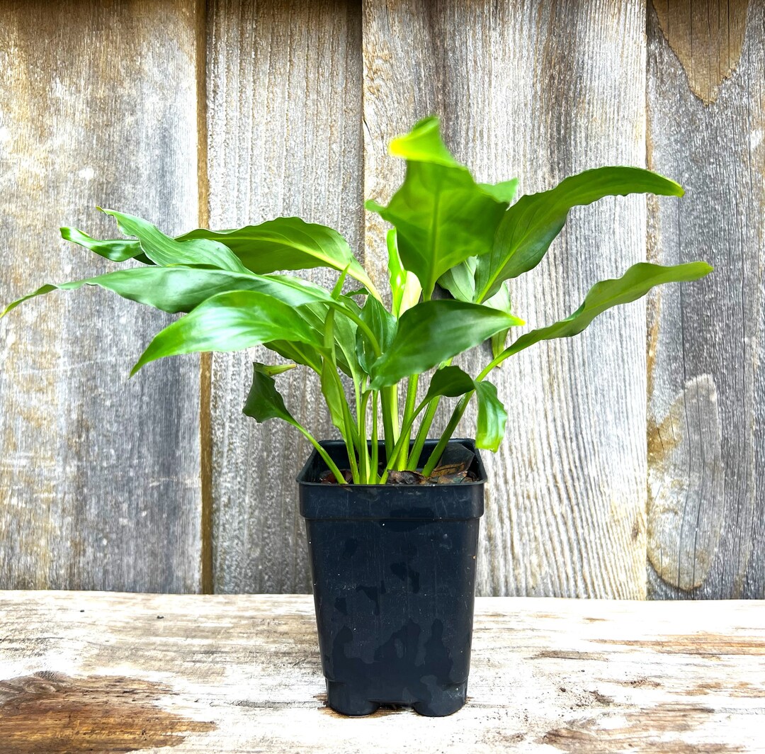 Organic Spathiphyllum Peace Lily Plant Evergreen Blooming Houseplant