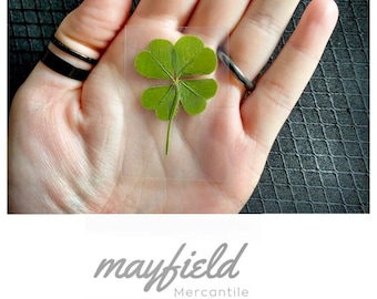 Real 4 Leaf Clover Not Laminated Pressed Four Leaf Clover Etsy