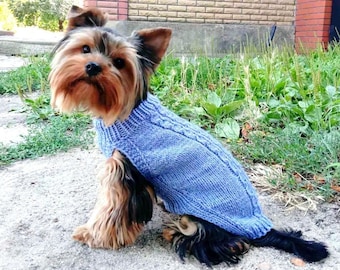 May include: A small Yorkshire Terrier dog wearing a blue knitted sweater. The dog is sitting on a concrete surface with green grass and a brick wall in the background.