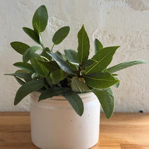 以下が含まれることがあります： 新鮮な緑のセージとローリエの葉で満たされた、クリーム色のセラミックポット。葉は鮮やかな緑色で、自然に配置されています。ポットは木製の表面に置かれ、質感のある白い壁を背景に、素朴な美しさを醸し出しています。