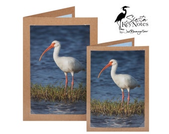 WHITE IBIS Handmade Florida Bird Note Card with Photographic Print