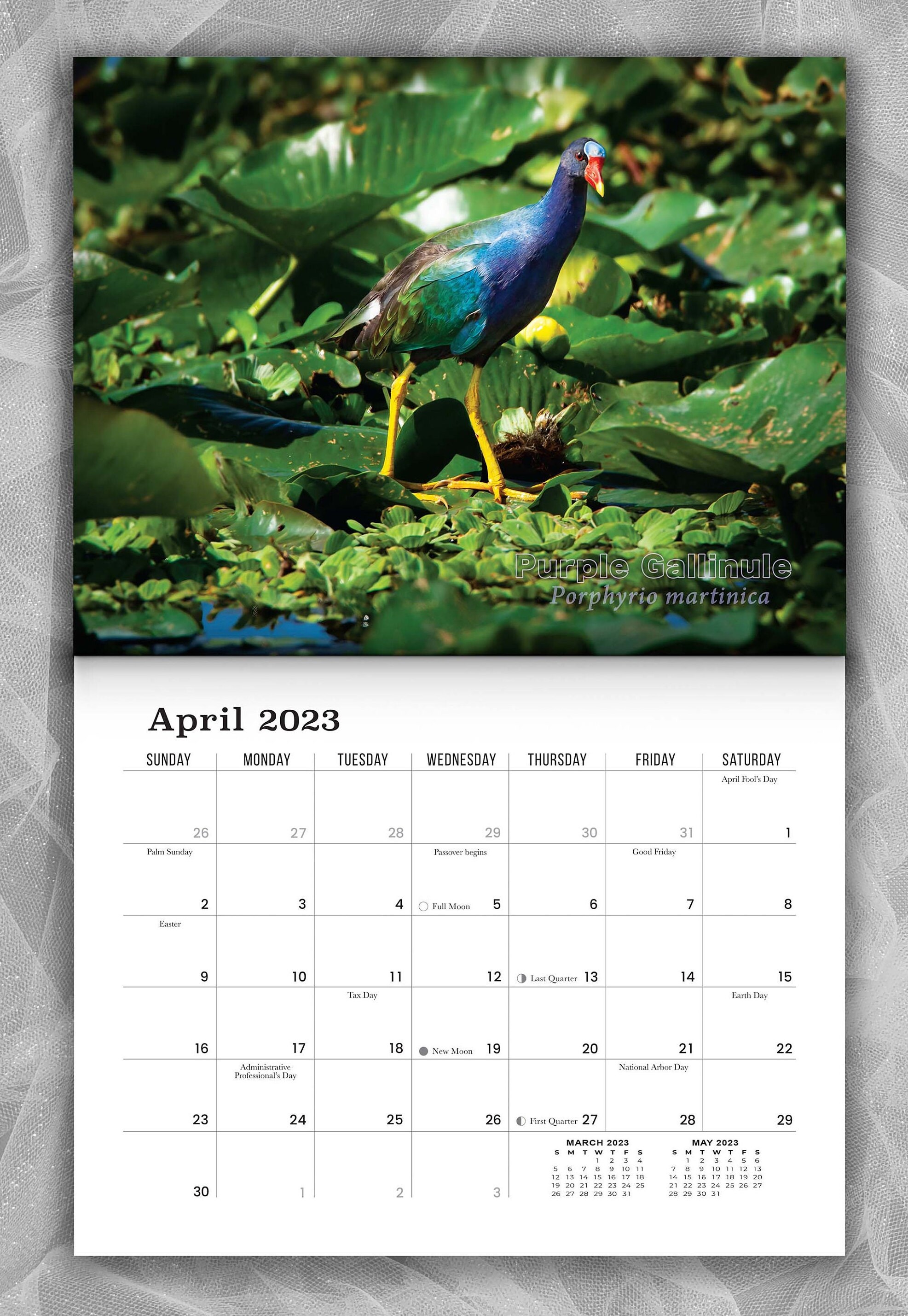 2023 Siesta Key Birds Calendar Etsy