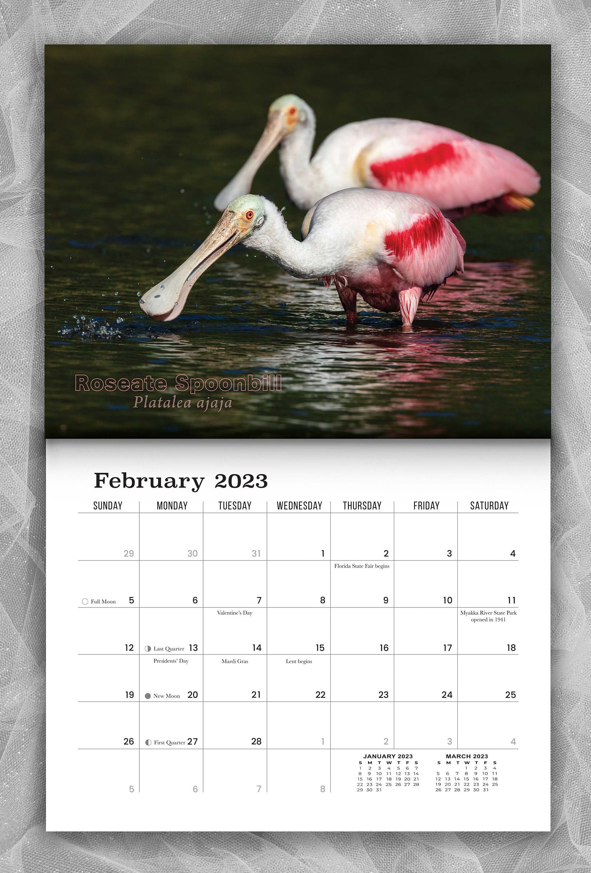 2023 Siesta Key Birds Calendar Etsy