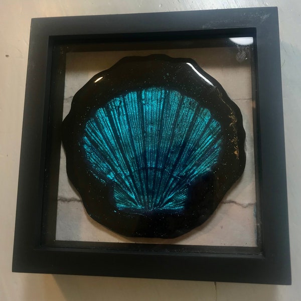 Stunning iridescent seashell “fossils”: in black shadowbox