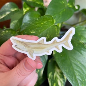 Lemon Shark Die Cut Sticker