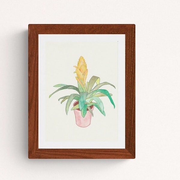Orange Bromeliad Botanical art, Flower Illustration, Botanical wall art, Flower picture, A4