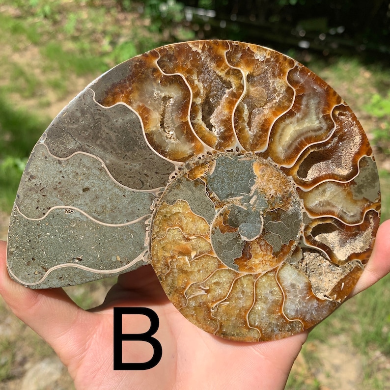 giant ammonite