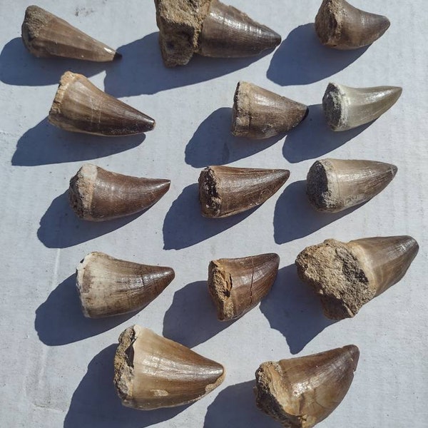 mosasaur teeth fossilized teeth