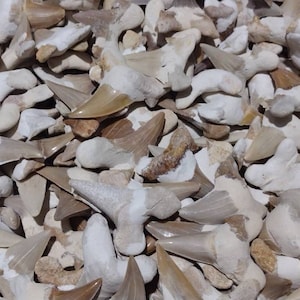 Denti di squalo fossilizzati - dal Marocco, fossile Guarigione Cristallo Chakra Reiki Regalo unico Meditazione Pietra Casa regalo