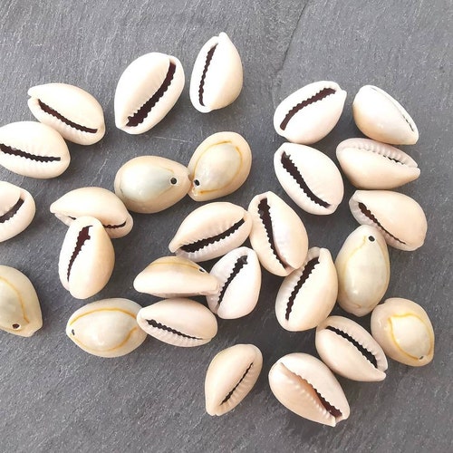 Pearls Shell Cauri Lot Of 10 Etsy Ireland