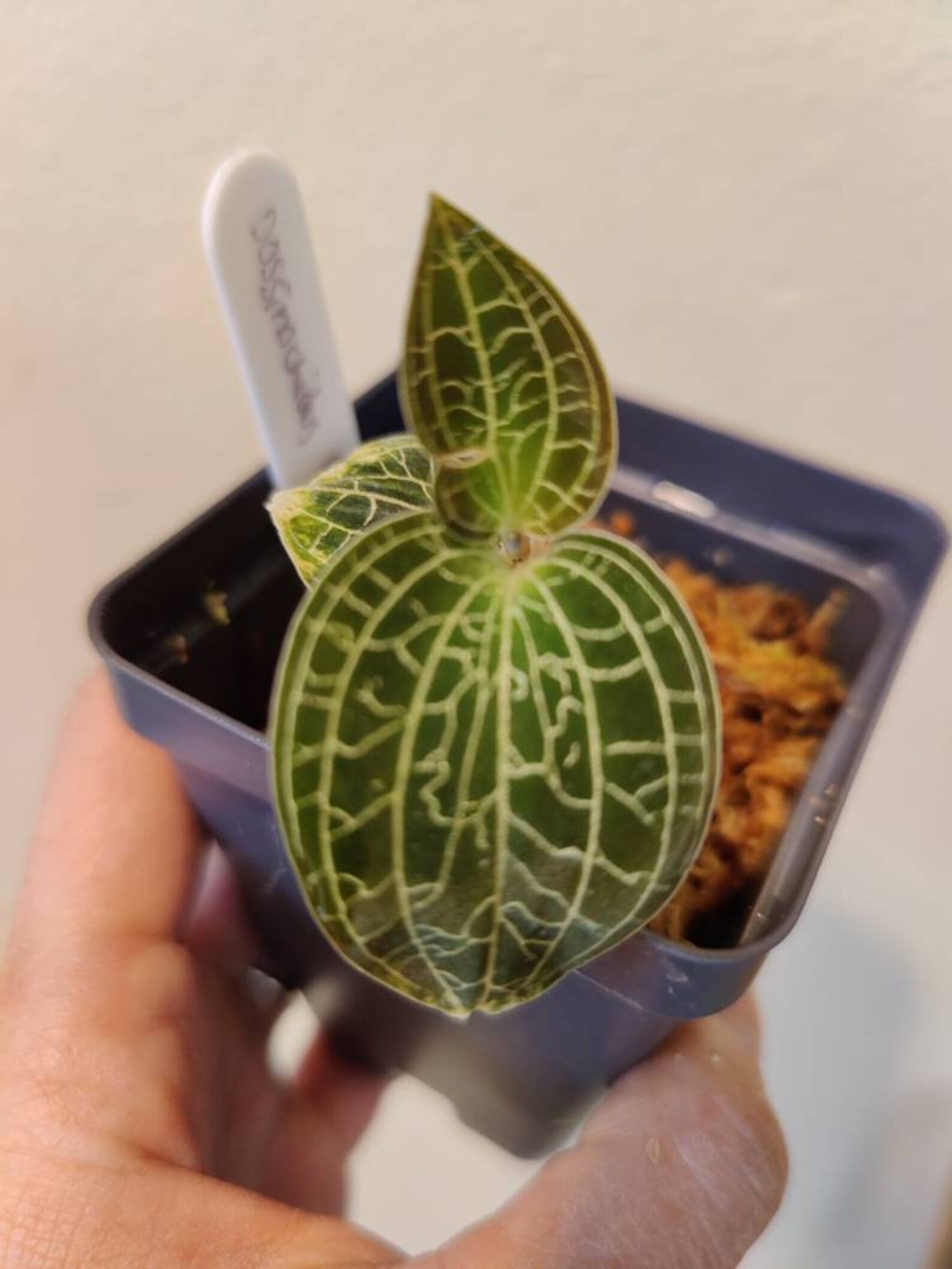 Dossinochilus dreamcatcher Jewel Orchid Lightning pattern | Etsy