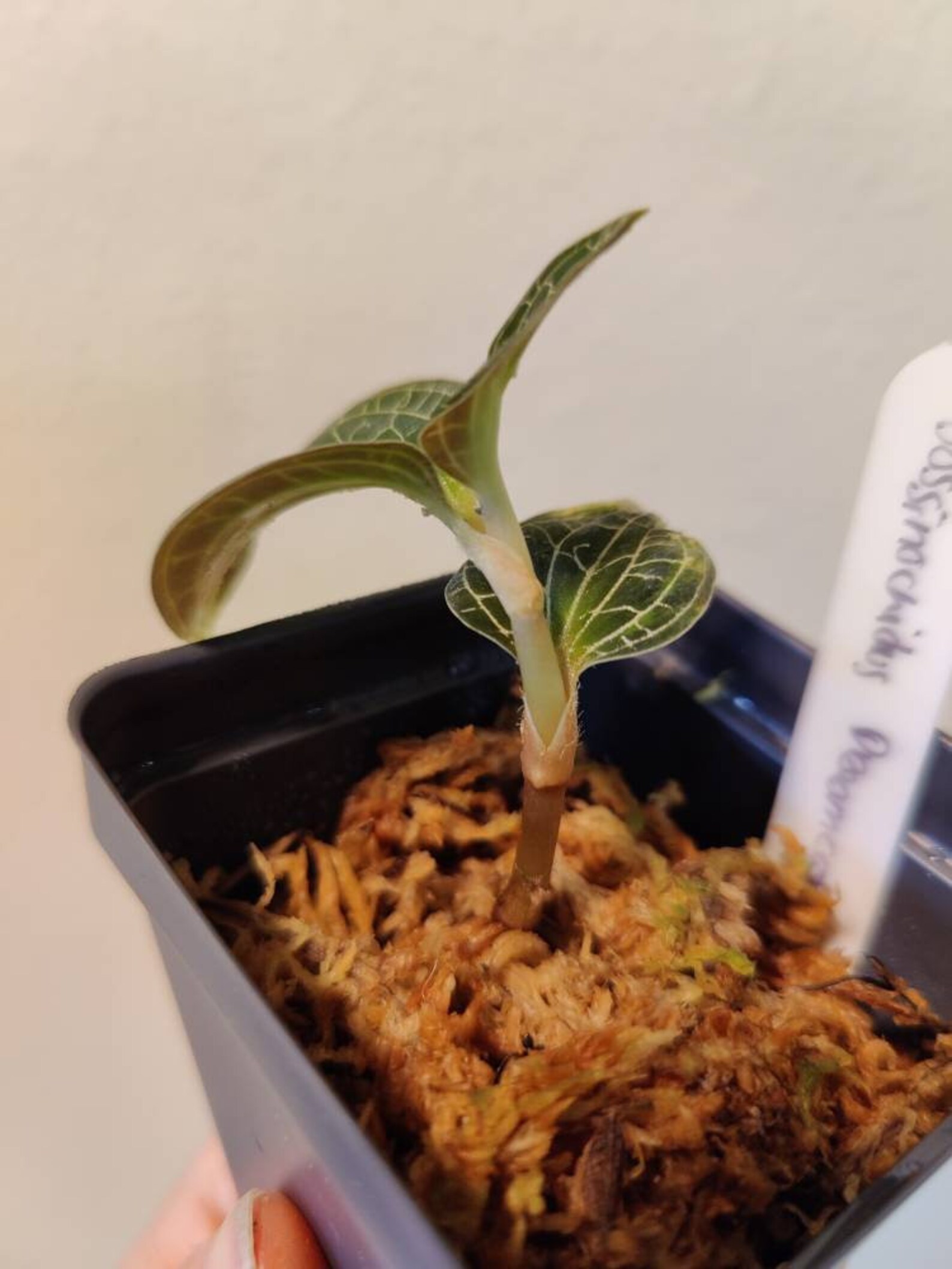 Dossinochilus dreamcatcher Jewel Orchid Lightning pattern | Etsy