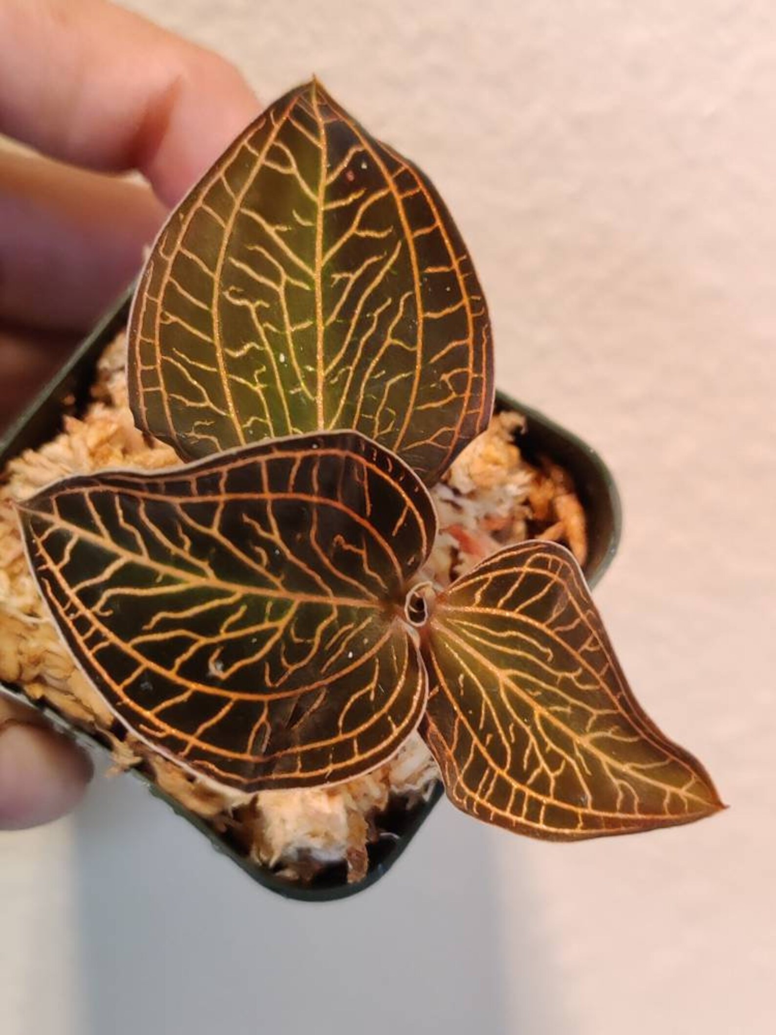 Anoectochilus albolineatus. Jewel orchids. Lightning bolt Etsy