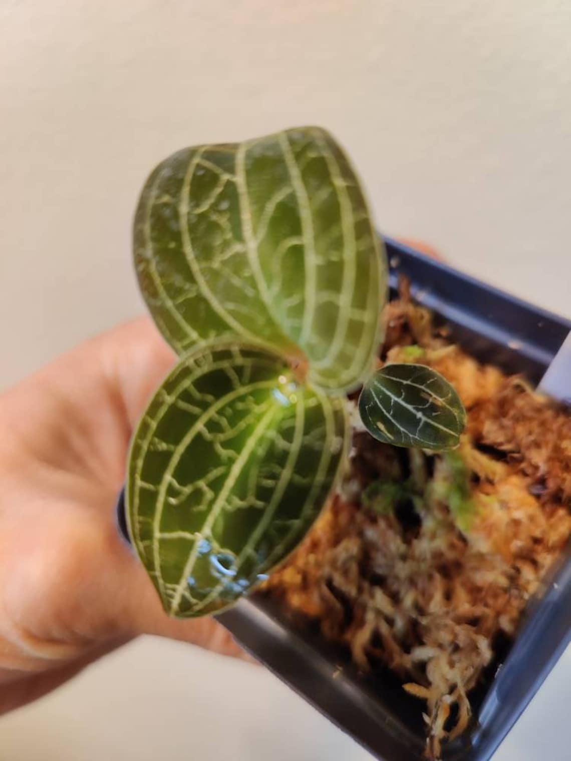 Dossinochilus dreamcatcher Jewel Orchid Lightning pattern Etsy