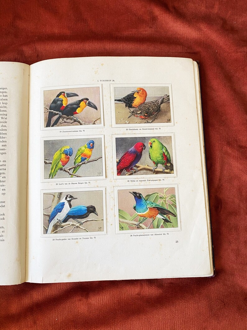 animal life in Artis Verkade album ANIMALS
