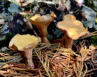 Chanterelles