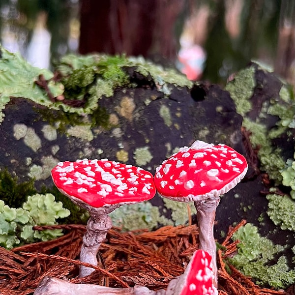 Miss Amanita’s Mushrooms