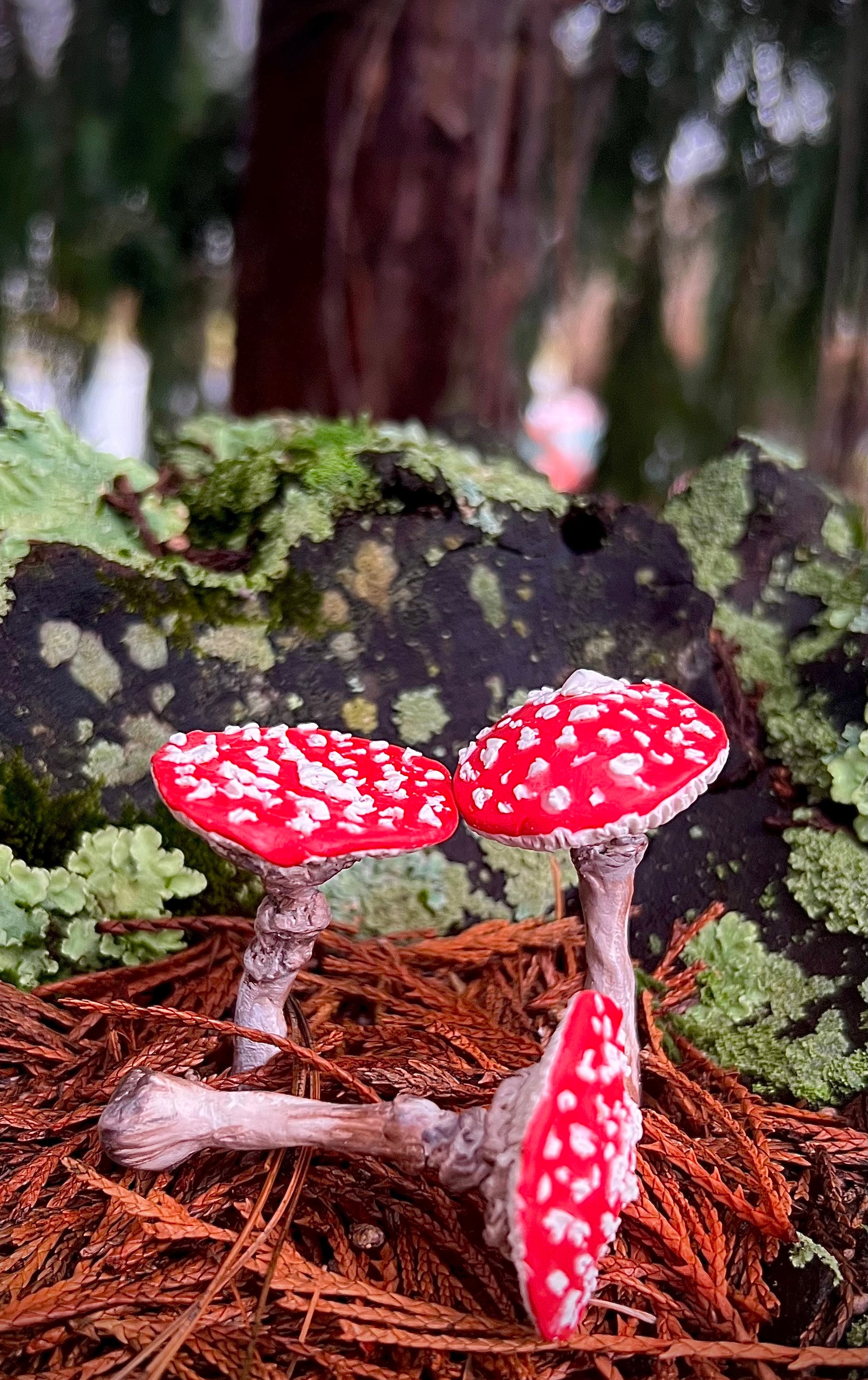 Miss Amanita’s Mushrooms