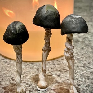 Dark Lady Mushrooms
