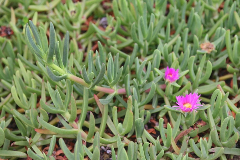 20 Live Hottentotfig Highway Ice Plant Pigface Sour Fig 20 Live Hottentotfig Highway Ice Plant Pigface Sour Fig