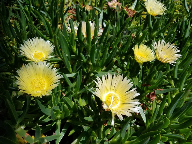 Live Hottentotfig Highway Ice Plant Pigface Sour Fig Etsy Live Hottentotfig Highway Ice Plant Pigface Sour Fig Etsy