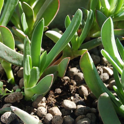 20 Live Hottentot-fig Highway Ice Plant Pigface Sour Fig