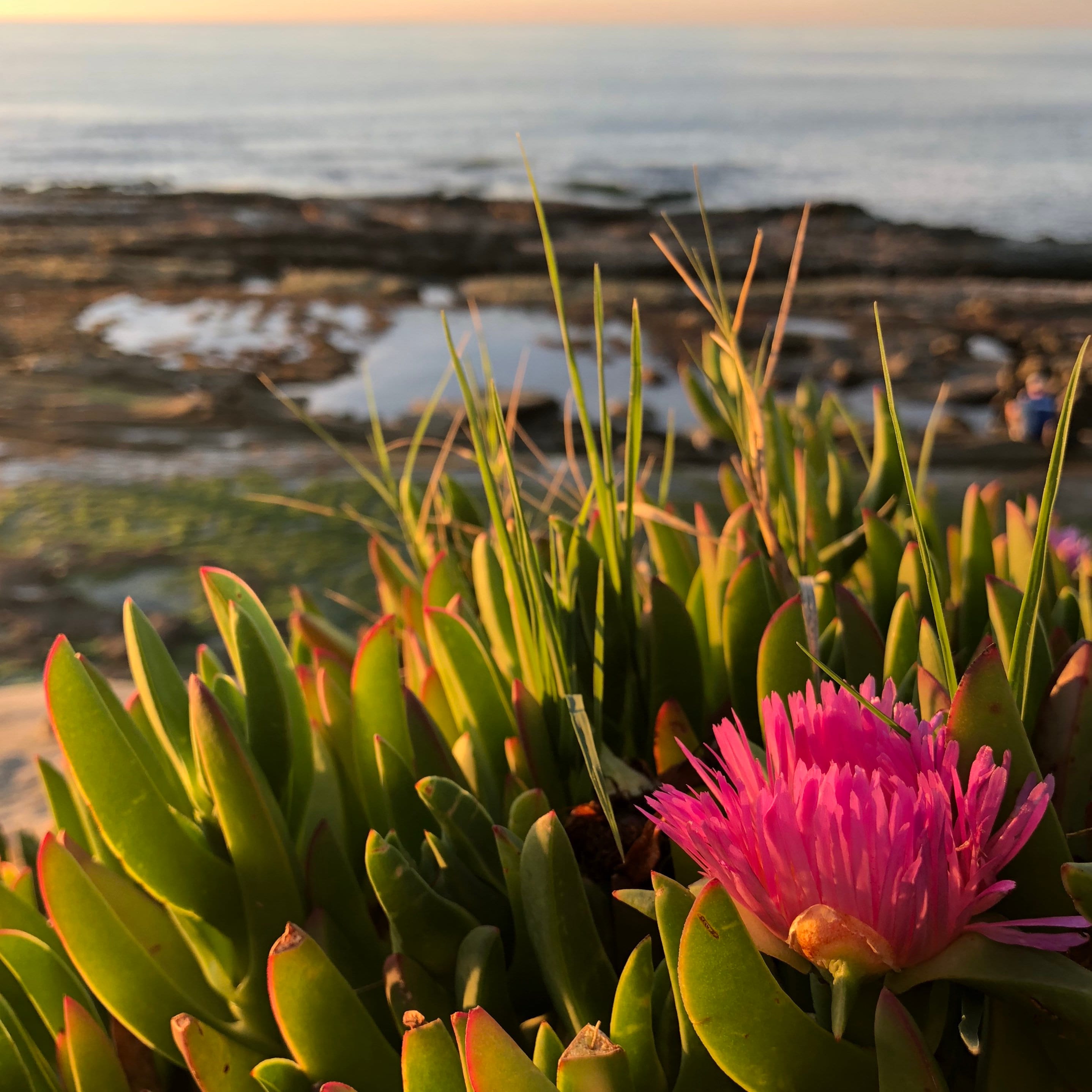 Live Hottentot Fig Highway Ice Plant Pigface Sour Fig Etsy Ireland Live Hottentot Fig Highway Ice Plant Pigface Sour Fig Etsy Ireland