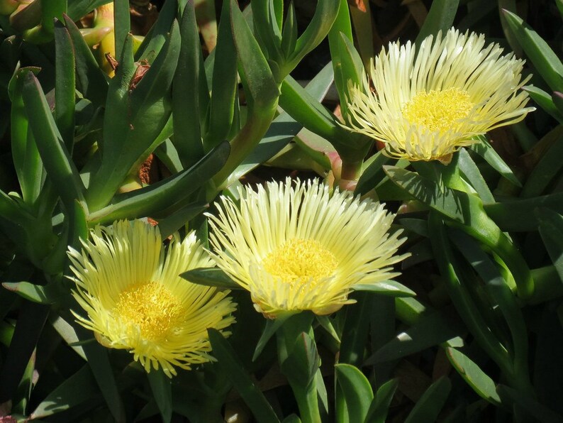 Live Hottentotfig Highway Ice Plant Pigface Sour Fig Etsy Live Hottentotfig Highway Ice Plant Pigface Sour Fig Etsy