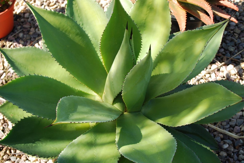 Live Agave Chiapensis Maguey Chamula Century Plant Clipping Etsy