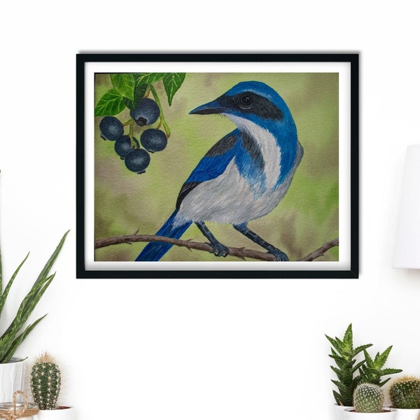 Scrub Jay Bird Watercolor, Print from Original, Bird Painting print, Realistic Bird Painting, Bird Art, Florida Scrub Jay, Blue Jay