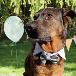 Casual Pet Bow Tie, Denim blue Bow Tie, Bow Tie for Dog