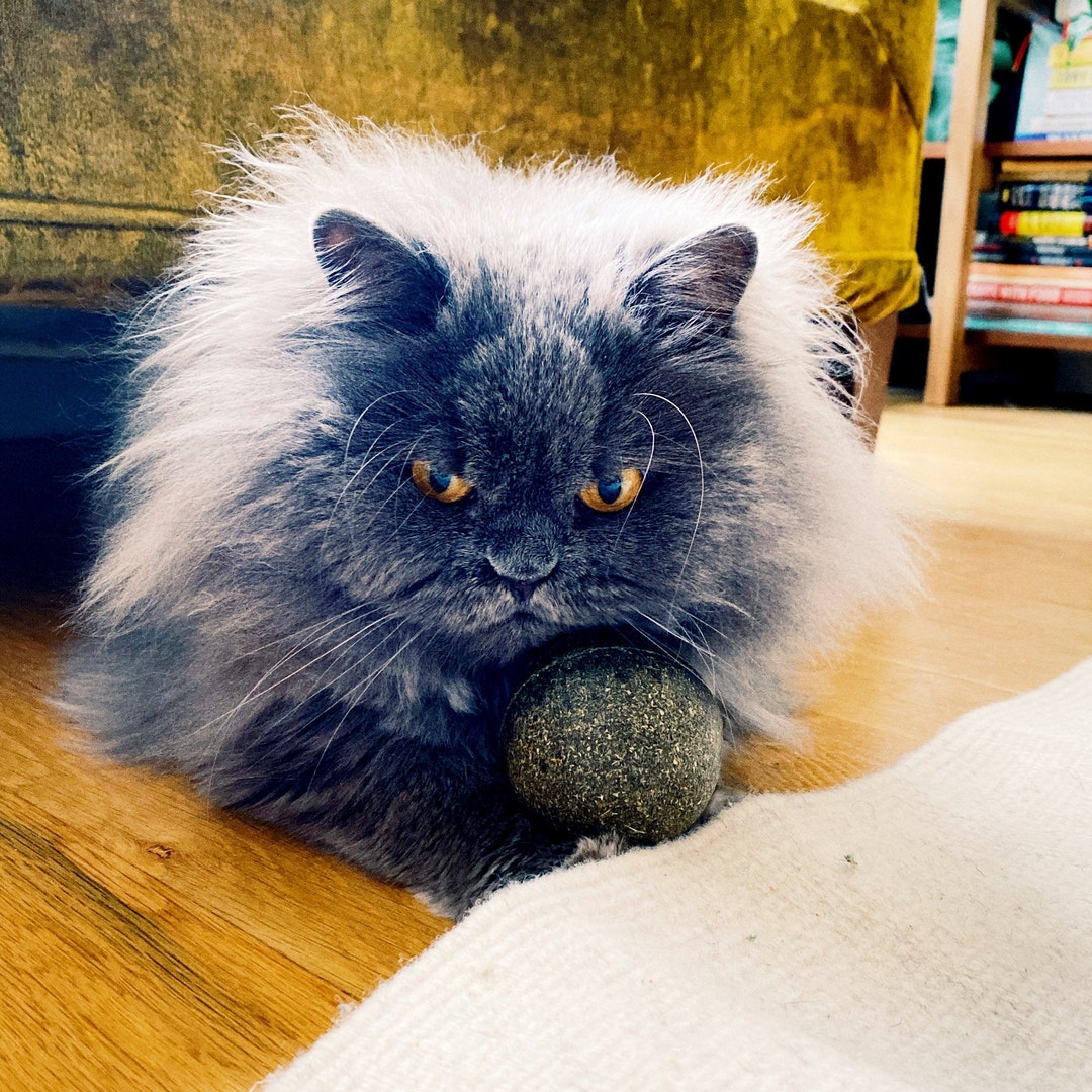 Best Cat Toys for Active Cats, Best Catnip Toy, Cat Lover Gifts, Catnip