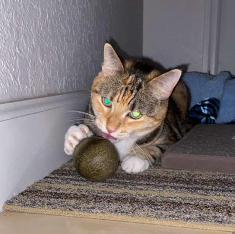 Best Cat Toys for Active Cats Best Catnip Toy Cat Lover Etsy