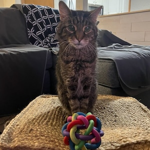 Best Cat Toys For Active Cats, Best Catnip Toy, Cat Lover Gifts, Catnip Toys, Best Gifts For Cat Lovers, Cat Gifts For Cat Lovers