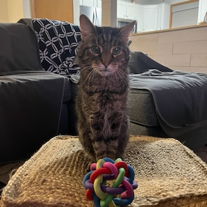 Cat Lover Gifts, Catnip Toys, Best Gifts For Cat Lovers, Cat Gifts For Cat Lovers, Cat Toys For Active Cats, Unique Gifts For Cat Lovers
