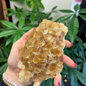 以下が含まれることがあります： 多くの個別の結晶を持つ、大きな黄金色のカルサイトクラスター。結晶は半透明で、わずかに黄色がかった色合いをしています。クラスターは手のひらほどの大きさです。