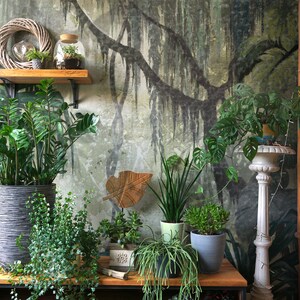 Puede incluir: Una colecci&oacute;n de plantas en macetas de varios tama&ntilde;os y estilos, incluyendo una planta verde grande en una maceta gris, una planta m&aacute;s peque&ntilde;a en una maceta blanca y una suculenta en una maceta azul. Las plantas est&aacute;n dispuestas sobre una mesa de madera frente a una pared con un papel tapiz estampado en verde y marr&oacute;n.
