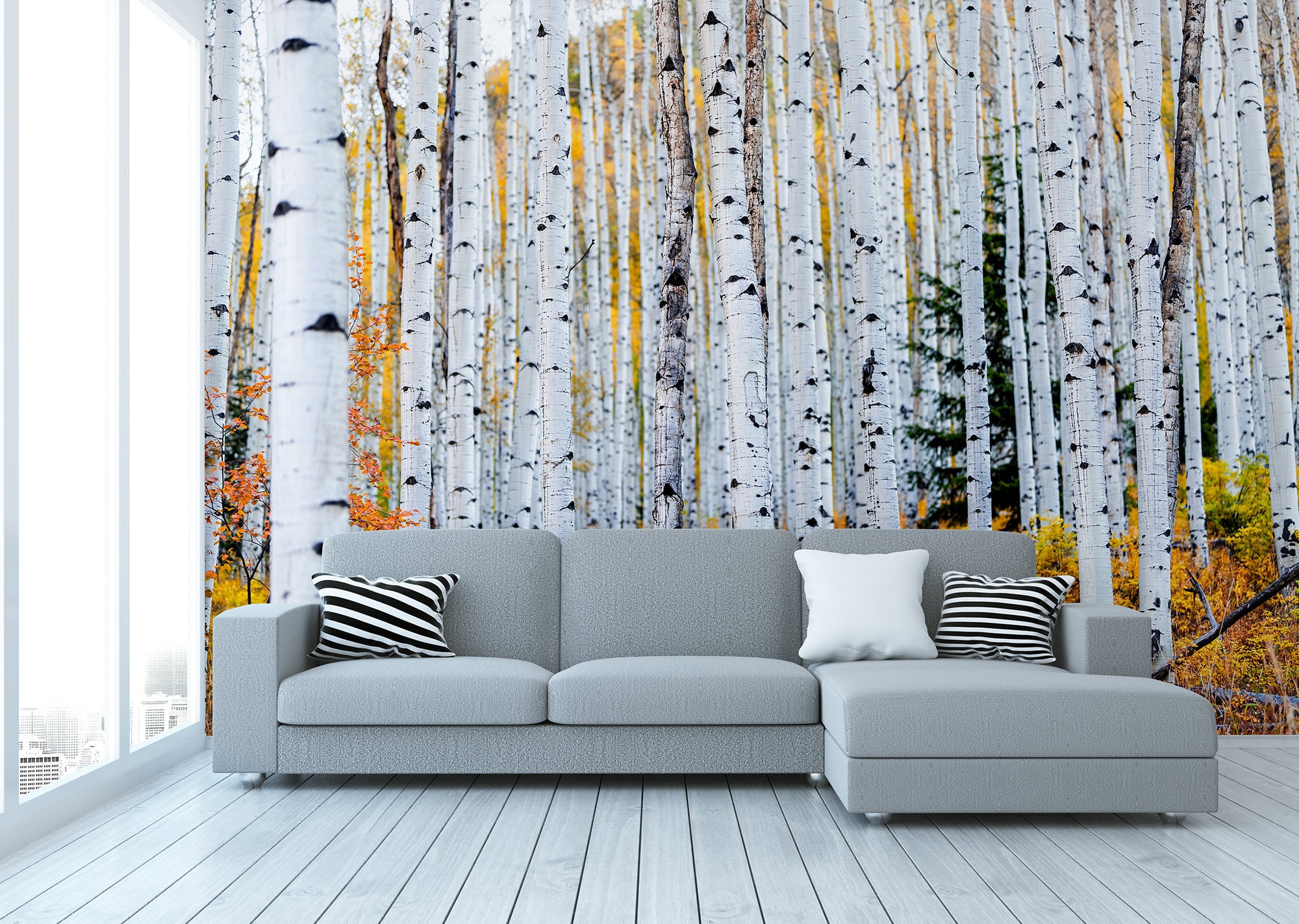 Autumn birch tree forest photo wallpaper | Self Adhesive | Peel and Stick | Removable