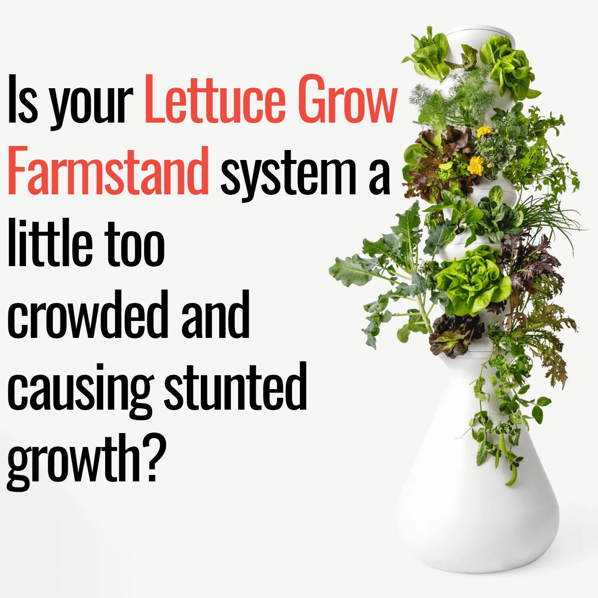 Lettuce Grow Farmstand Mason Jar Kratky Lids widemouth Etsy