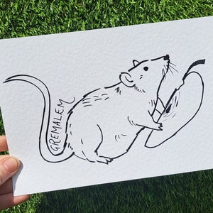 Fat lil Rat with an Apple - Art Print for Rat Lovers and Pet Havers