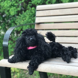 Parti Toy Poodle Teddy Bear Cut Buy Toy Poodle Clips Clearance