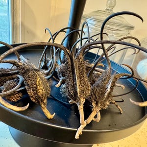 May include: A collection of dried, spiky, brown plant pods with long, thin stems arranged on a black circular tray. The pods have a fuzzy texture and are arranged in a radial pattern.