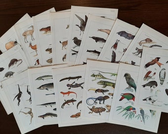 5 SHEETS WILD ZOO BABY ANIMALS VICTORIAN DIE CUTS SCRAP BOOK PAPER COLLAGE