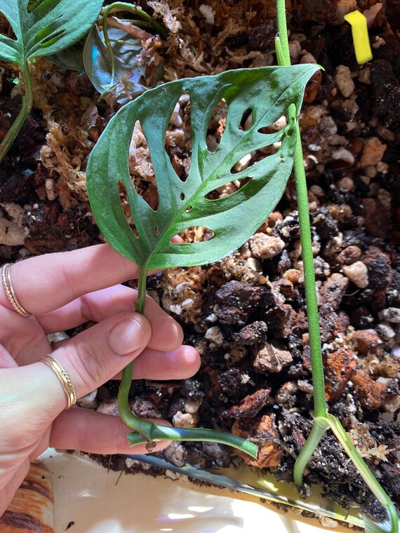 Monstera Esqueleto Cutting Etsy