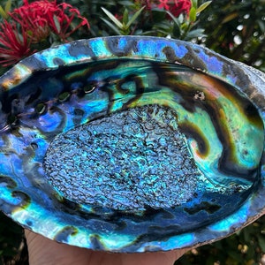 Jumbo Abalone Shell 7-8", Huge Seashell Incense Burner, Smudge Bowl for Holding Smudge Sticks, Incense, Crafts, Display, Wholesale Bulk Lot