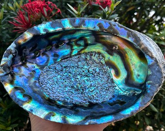 Jumbo Abalone Shell 7-8", Huge Seashell Incense Burner, Smudge Bowl for Holding Smudge Sticks, Incense, Crafts, Display, Wholesale Bulk Lot