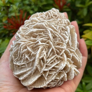 Extra Large Desert Rose Selenite,  1.5-5 Inches Beautiful Desert Gypsum Rose, Selenite Rose Cluster, Rose Rock, Sand Rose, Pick a Size