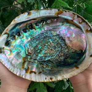 Abalone Shell, Seashell Incense Burner, Smudge Bowl for Holding Smudge Sticks, Incense, Crafts, Display, Small to Jumbo, Pick a Size