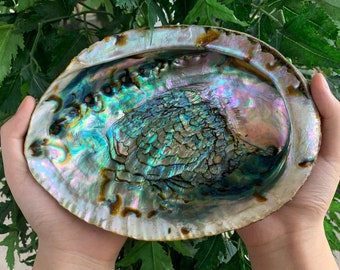 Abalone Shell, Seashell Incense Burner, Smudge Bowl for Holding Smudge Sticks, Incense, Crafts, Display, Small to Jumbo, Pick a Size