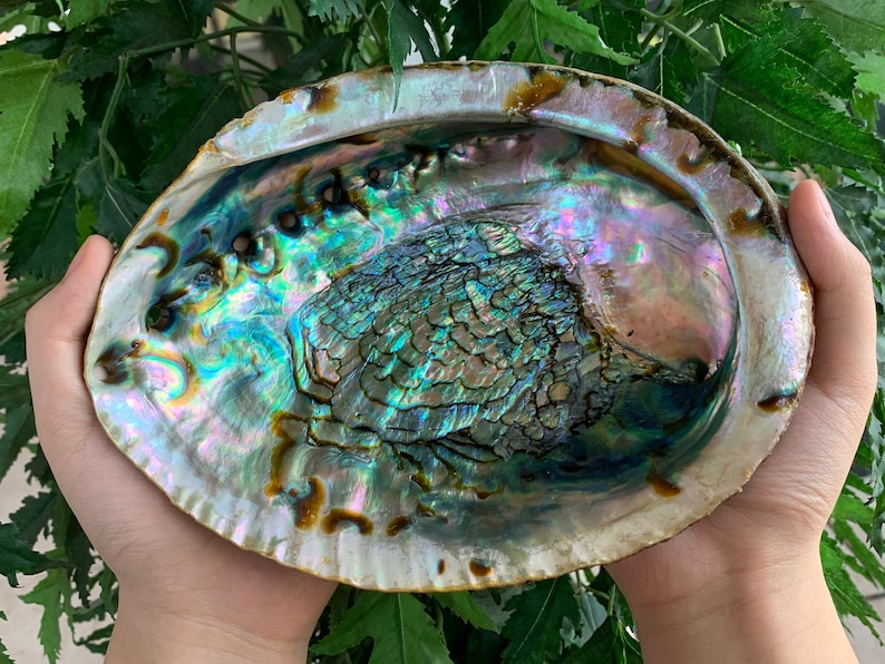 Abalone shell, seashell incense burner, smudge bowl for holding smudge sticks, incense, crafts, display, small to extra large, pick a size